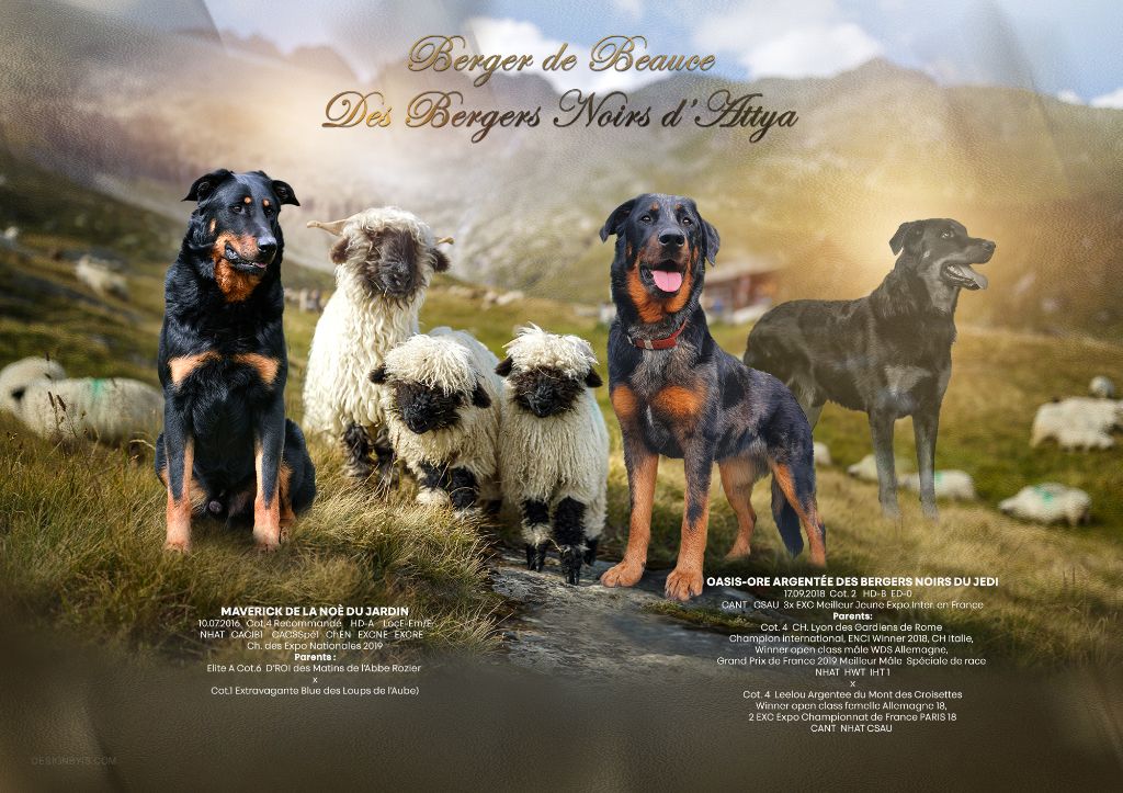 Des Bergers Noirs D'Attya - Naissance de chiots