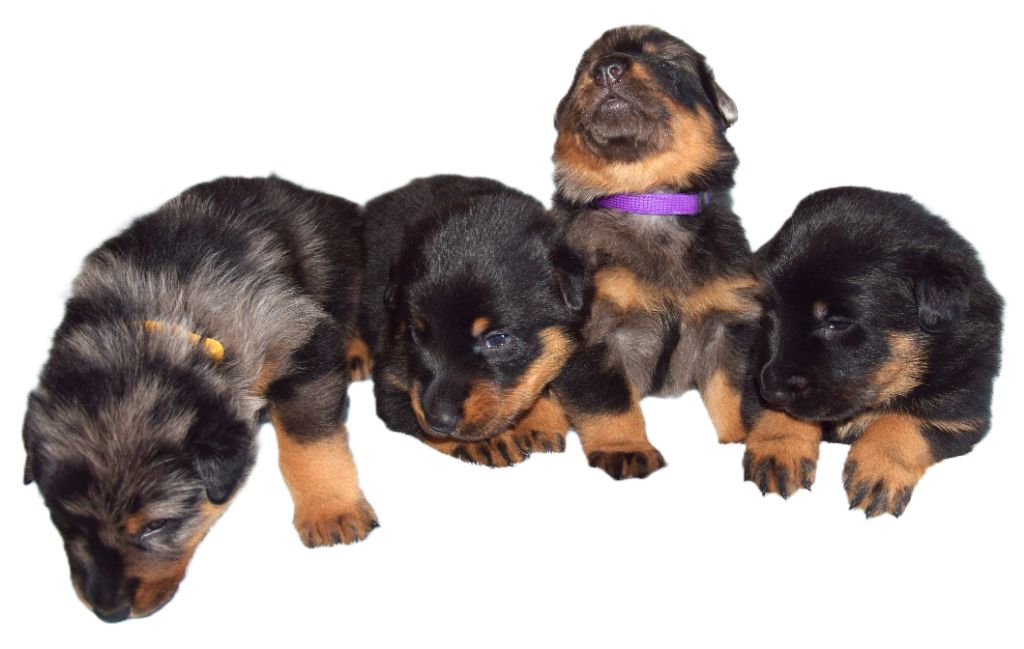 Chiot Berger de Beauce Des Bergers Noirs D'Attya