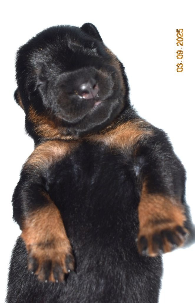 Des Bergers Noirs D'Attya - Chiots disponibles - Berger de Beauce