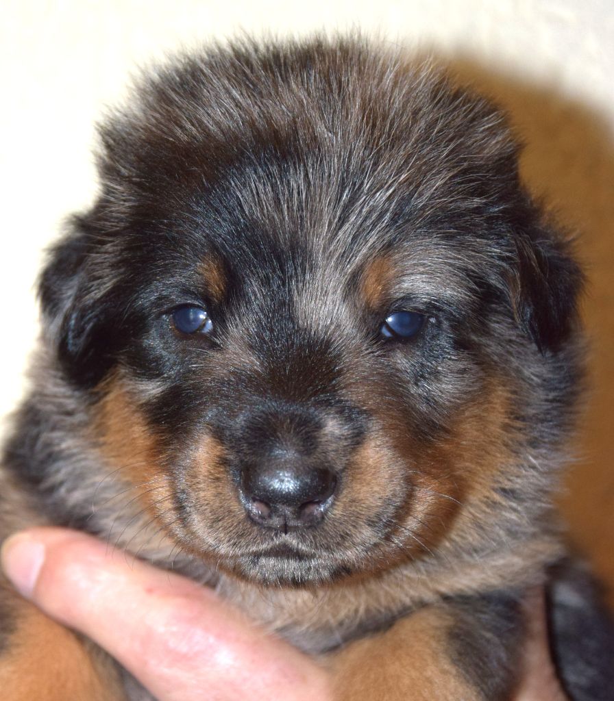 Des Bergers Noirs D'Attya - Chiots disponibles - Berger de Beauce