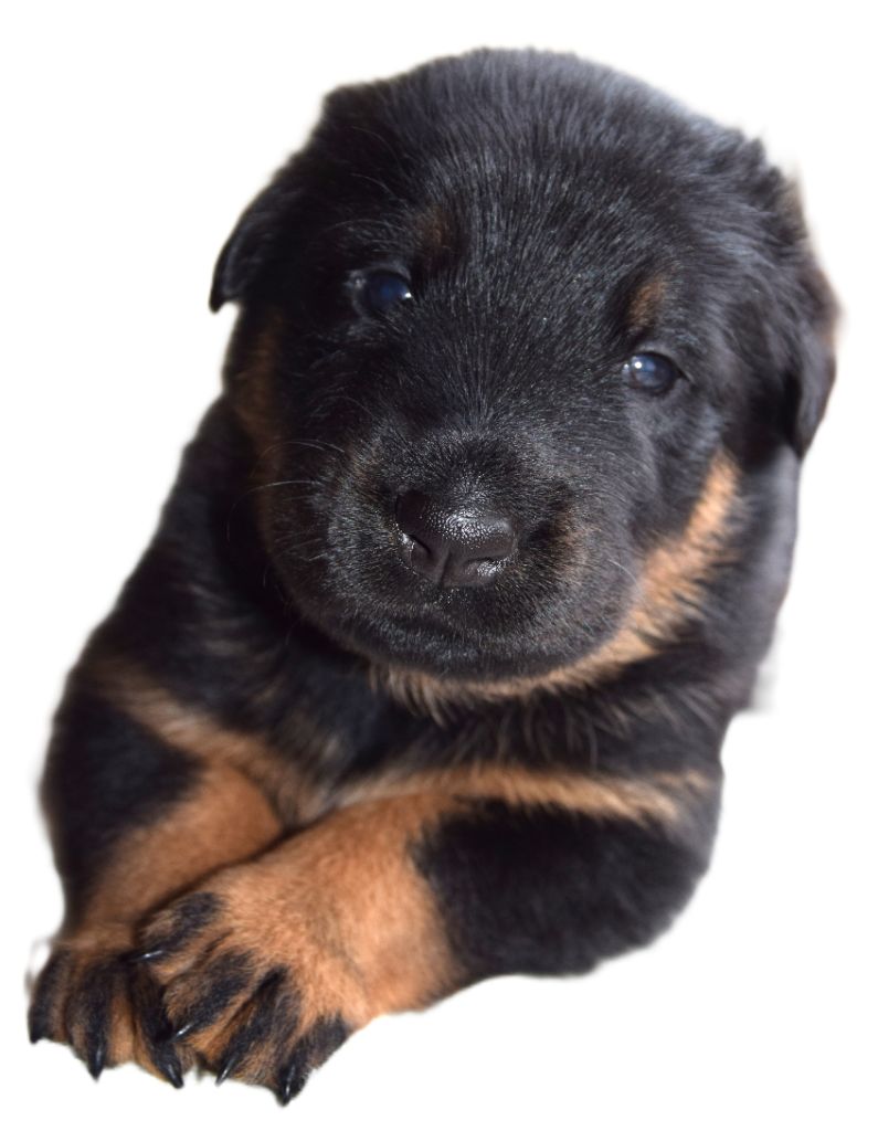 Des Bergers Noirs D'Attya - Chiots disponibles - Berger de Beauce