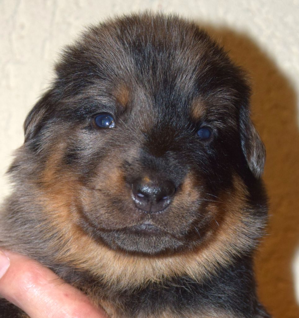 Des Bergers Noirs D'Attya - Chiots disponibles - Berger de Beauce